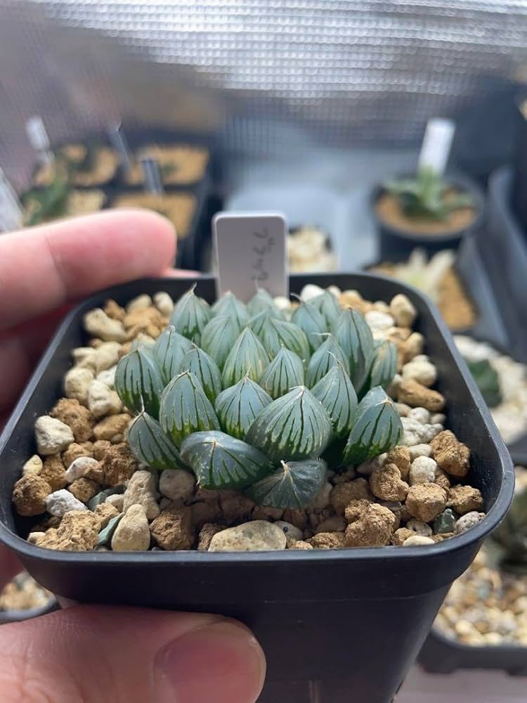 こげ出品です！　ハオルチア　オブツーサ錦　カキ仔苗 新作入荷，爆買い 52 多肉植物 ハオルチア オブツーサ錦 実生の